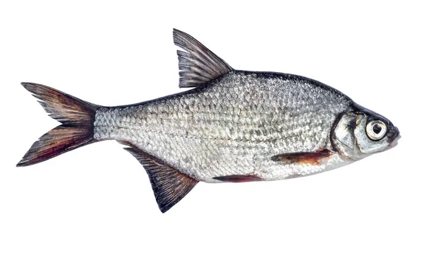 Dorada de pescado aislada sobre fondo blanco . — Foto de Stock