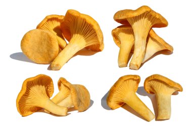 Cantharellus cibarius mantar, beyaz arka plan üzerinde izole kümesi