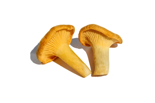 Chanterelles 버섯에 고립 된 흰색 배경 — 스톡 사진