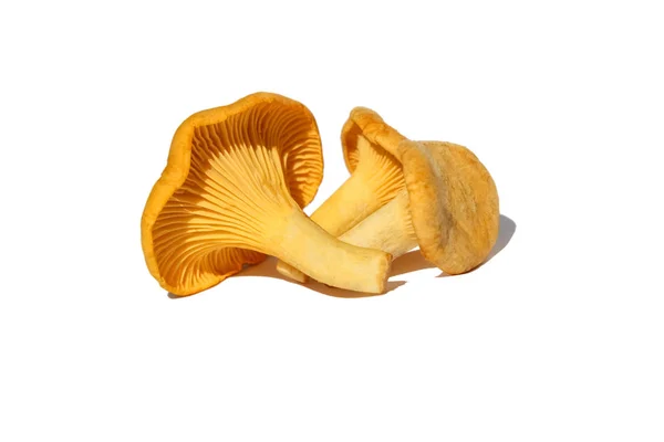 Hanenkam (zwam) of girolle paddestoelen (Cantharellus cibarius), geïsoleerd — Stockfoto