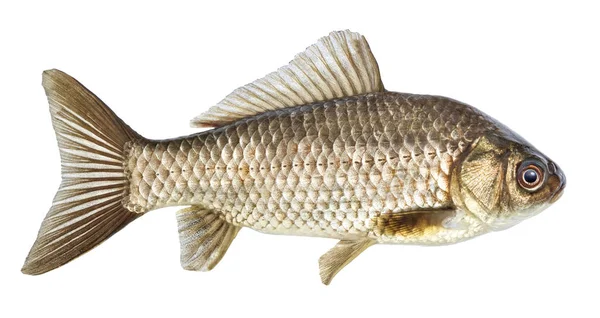 Ψάρια που απομονώνονται, Ποταμός crucian κυπρίνος — Φωτογραφία Αρχείου