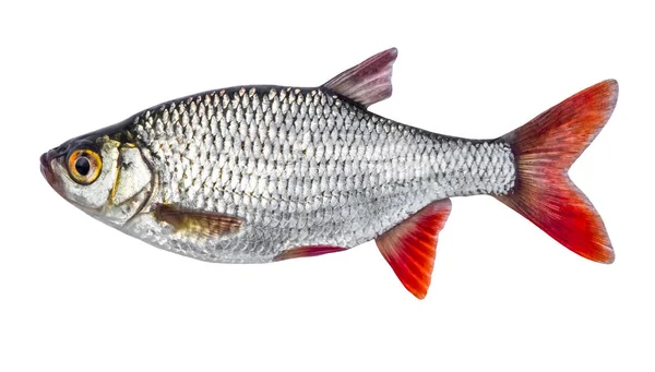 Lebende frische Fische isoliert auf weißem Hintergrund — Stockfoto