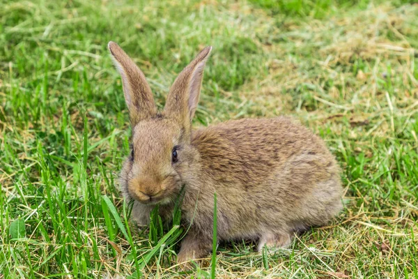 Mirada asustada de conejo gris joven —  Fotos de Stock