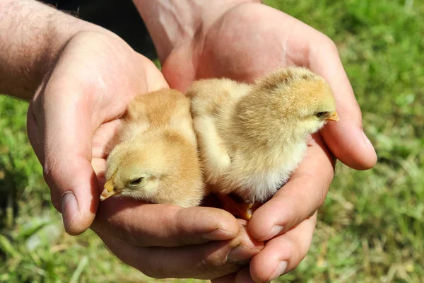 Δύο νεαρά κοτόπουλα σε farm χέρια — Φωτογραφία Αρχείου