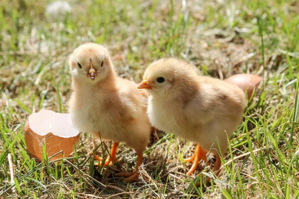 Два Новорожденных Цыпленка Зеленой Траве — стоковое фото