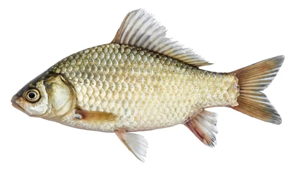 Vereinzelte Karausche, eine Art Fisch von der Seite. — Stockfoto