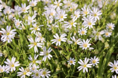 Ormanda beyaz çiçekler