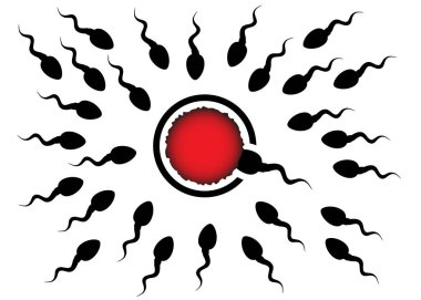 Sperm ve yumurta hücresi. Spermatozoid hedef ulaşır. Döllenme kavramı. Siluet vektör