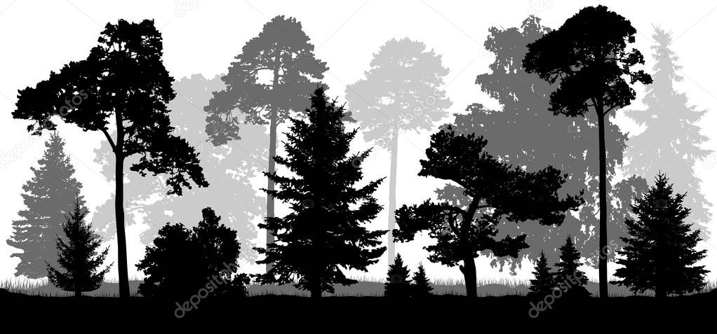 Coniferous forest trees set silhouette. Background of nature.