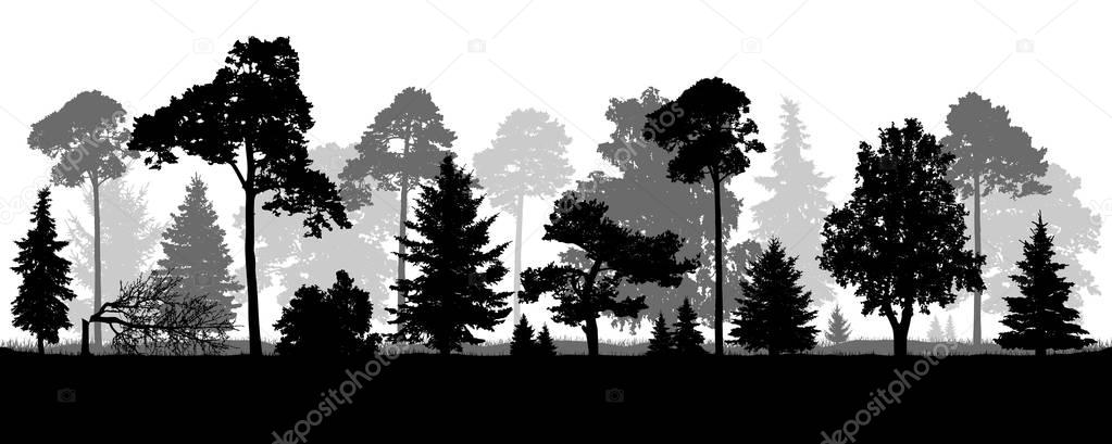 Coniferous natural forest trees set silhouette. Background of nature wood