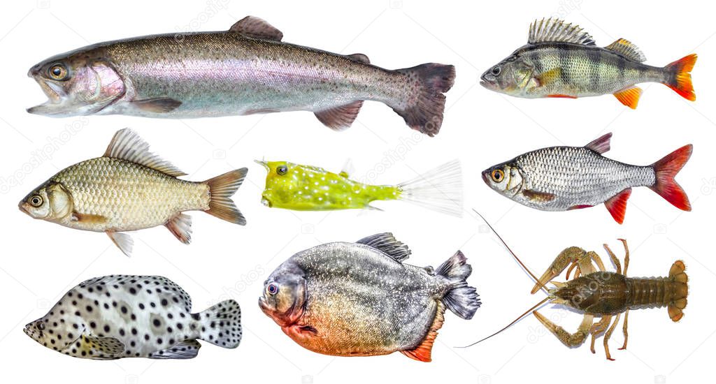 Isolated fish set, collection. Side view of live fresh fish. Rainbow trout, river perch, crucian carp, european roach, horned boxfish, panther grouper, red piranha, crawfish