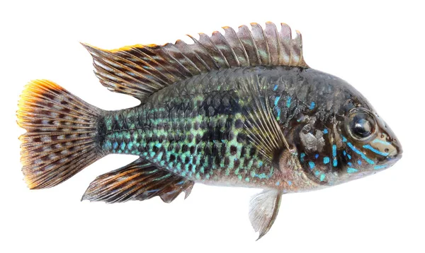 Aquarienfische Buntbarsche Blauer Akara Süßwasser Tropische Isolierte Fische Akara Blau — Stockfoto