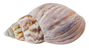 Deniz kabuğu ıssız. Beyaz arka planda deniz salyangozu