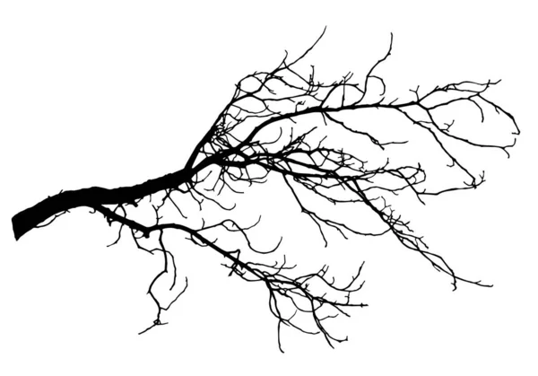 Silhouette de branche de châtaignier, illustration vectorielle . — Image vectorielle