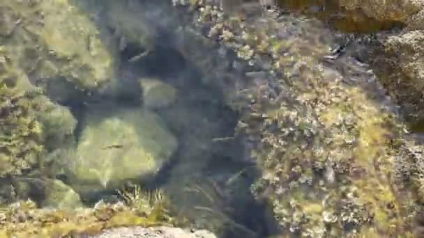Fischschwärme schwimmen schnell in der Nähe des Ufers der Adria. montenegro, mogren strand in budva. — Stockvideo