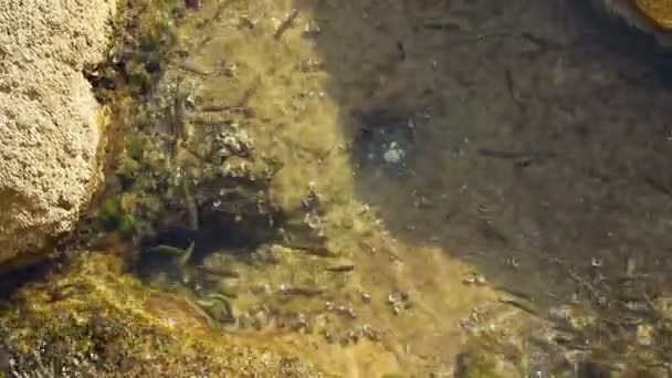 Escuela de peces nada rápidamente cerca de la orilla del mar Adriático. Montenegro, playa de Mogren en Budva . — Vídeos de Stock