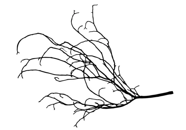 Silueta de rama de árbol. La rama de la castaña. Vector — Vector de stock