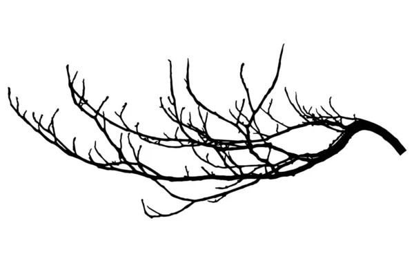 Silueta de rama de castaño. Rama del árbol, ilustración vectorial . — Vector de stock