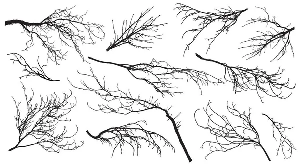 Châtaignier, peuplier, érable, chêne, etc. branches arbres. Ensemble — Image vectorielle