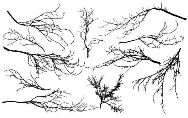 Conjunto de silhuetas de ramos de árvores diferentes — Vetor de Stock