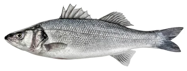 Peixe Robalo Baixo Europeu Isolado Fundo Branco — Fotografia de Stock