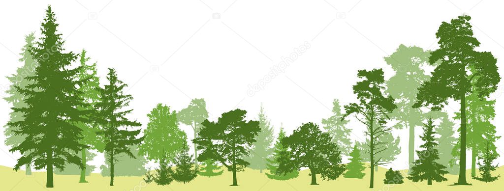 Tree forest vector. Isolated set trees evergreen pine