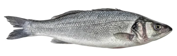 Bas de mare de pește izolat. Vedere laterală. (Dicentrarchus labrax ) — Fotografie, imagine de stoc