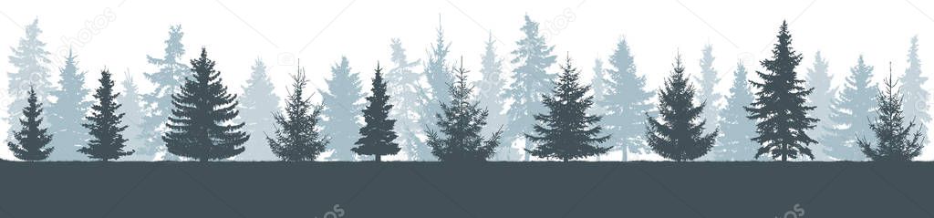 Silhouette of winter forest, horizon. Fir trees (Christmas trees