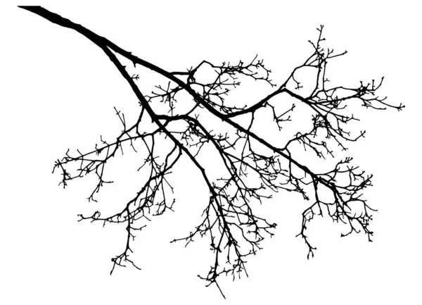 Branche nue de la silhouette d'arbre de rowan. Illustration vectorielle . — Image vectorielle