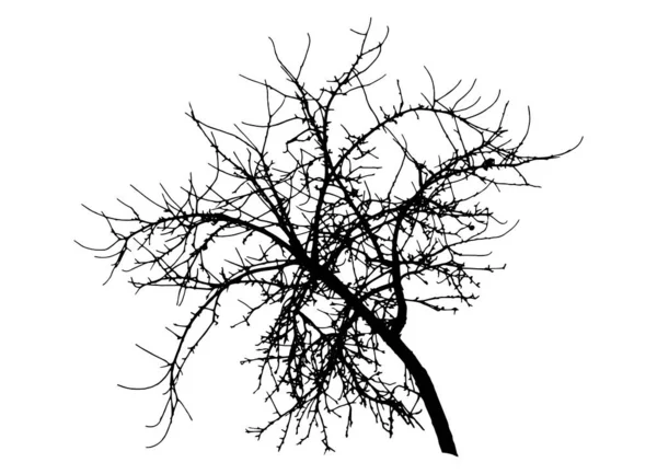 Sílhueta de árvore de maçã de ramo nu, ilustração vetorial . — Vetor de Stock