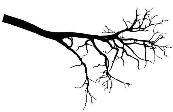 Beautiful bare branch tree silhouette, vector illustration.