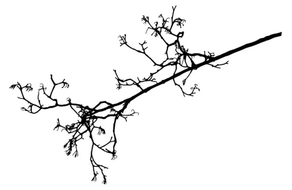 Rowan drzewo, goła sylwetka gałęzi. Ilustracja wektora. — Wektor stockowy
