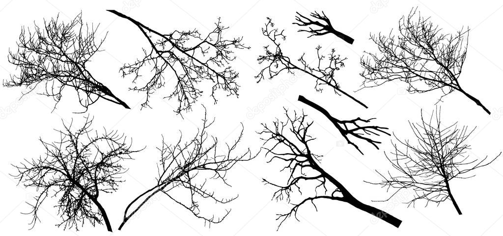 Set of bare branches trees. Silhouettes of autumn branches