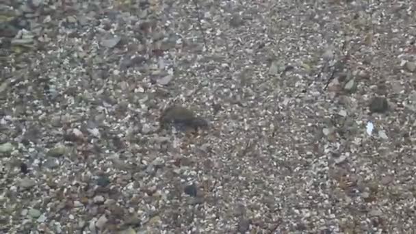 Moche crabe marche sur le fond de la mer — Video