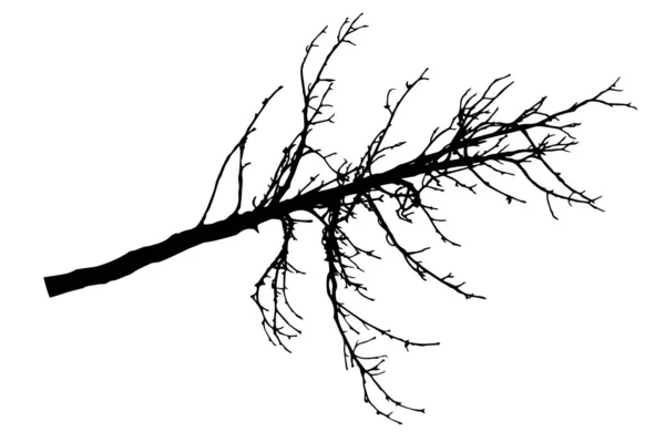 Bare branch of chestnut tree silhouette. Vector illustration — Stock Vector
