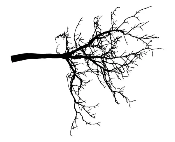 Chestnut branch tree silhouette. Bare branch. Vector — 스톡 벡터