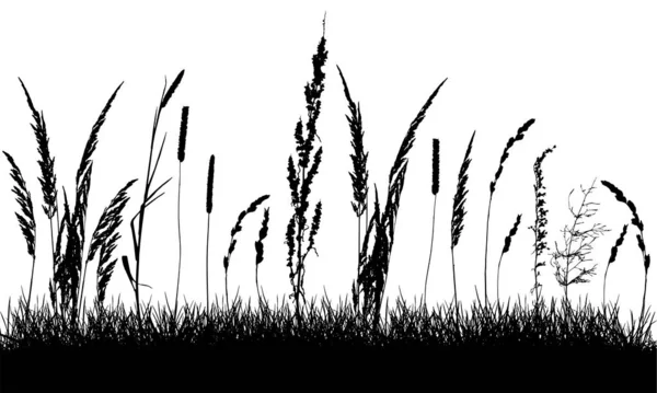 Silhouette de prairie, belle herbe et mauvaises herbes. Vecteur — Image vectorielle