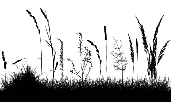 Wilde onkruid op gras, silhouet van weide. Vectorillustratie. — Stockvector