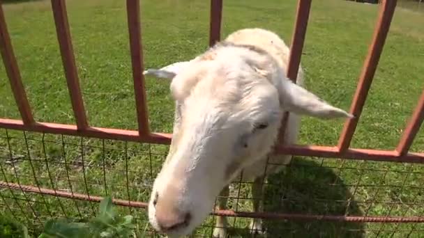 Bébé nourrir l'herbe pour les moutons avec dans le zoo — Video