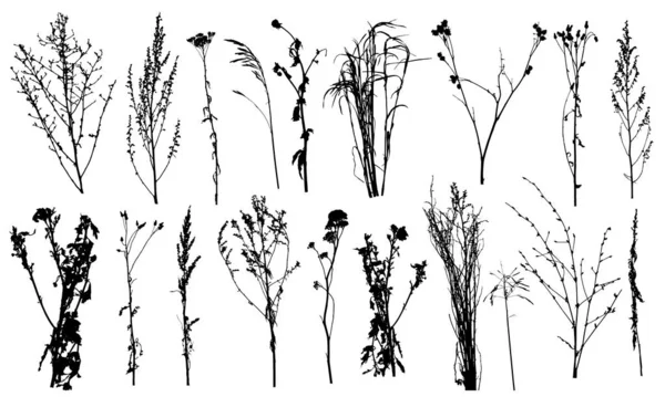 Weeds and different plants, set of silhouettes. Vector — Stock Vector