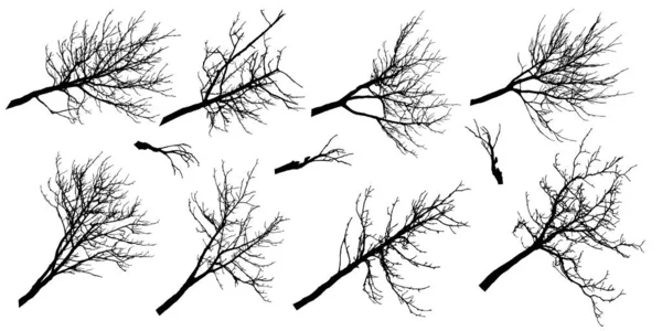Grand Ensemble Silhouettes Branches Automne Différents Arbres Illustration Vectorielle — Image vectorielle