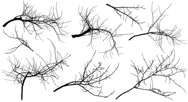 Bare Branches Different Trees Apple Tree Chestnut Cherry Tree Poplar — Stock Vector