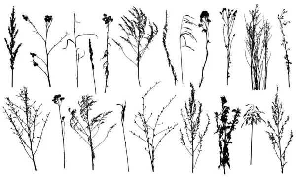 Colección Plantas Silvestres Malezas Siluetas Ilustración Vectorial — Archivo Imágenes Vectoriales