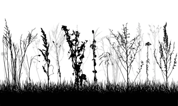 Silhouette Von Grasland Verschiedene Wildpflanzen Unkraut Vektorillustration — Stockvektor