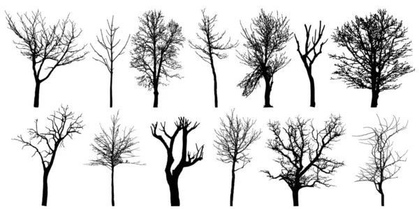 秋の裸の木のセット シルエット ベクターイラスト — ストックベクタ