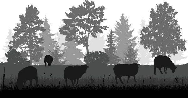Owce Pasące Się Łące Pobliżu Lasu Sylwetka Wiejska Scena Ilustracja — Wektor stockowy