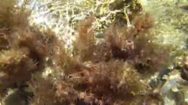 Suyun altında yosun var, yakın plan..