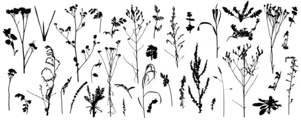 Plants, bare wild weeds, big set of silhouettes. Vector illustration.