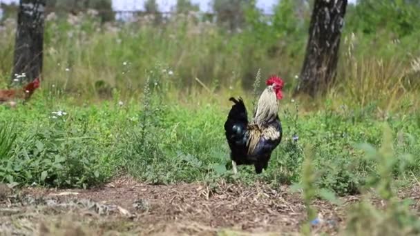 Dorpsleven. Rooster loopt rond de tuin, slow motion. — Stockvideo