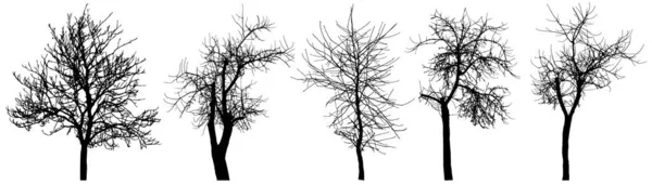 Árvores Nuas Castanheira Macieira Cerejeira Conjunto Silhuetas Ilustração Vetorial — Vetor de Stock